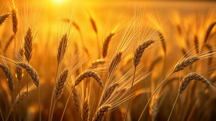Golden Wheat Field at Sunset - Serene Nature Landscape in Warm Tones