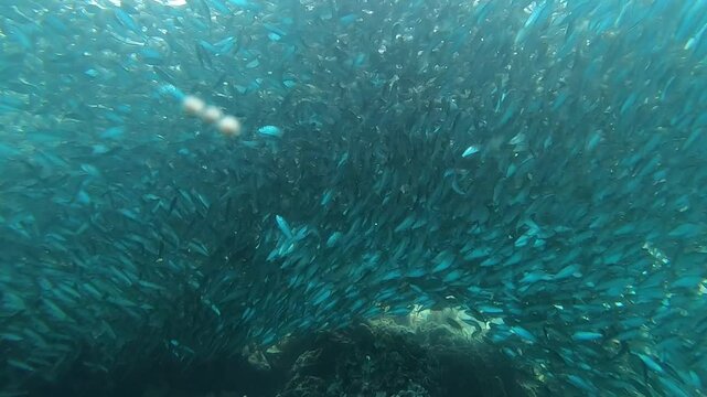 A huge school of fish is moving at Napaling Reef in Panglao Island, Philippines.