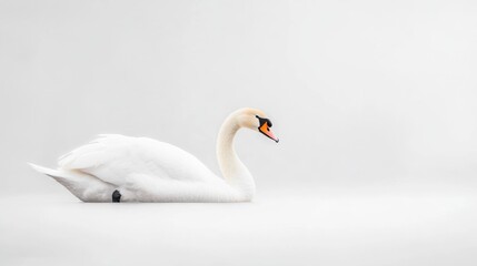 Elegant white swan gliding gracefully on calm water surface with minimalistic background, showcasing the beauty of nature and wildlife tranquility