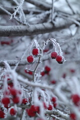 red berries in snow