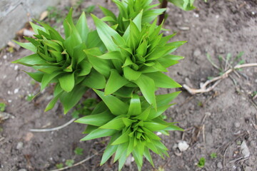 plant in the garden