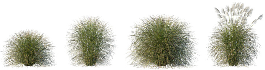 Set of Miscanthus sinensis Gracillimus (Maiden Grass) isolated frontal png on a transparent background perfectly cutout