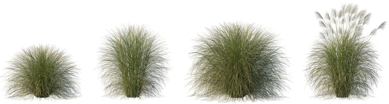 Set of Miscanthus sinensis Gracillimus (Maiden Grass) isolated frontal png on a transparent background perfectly cutout