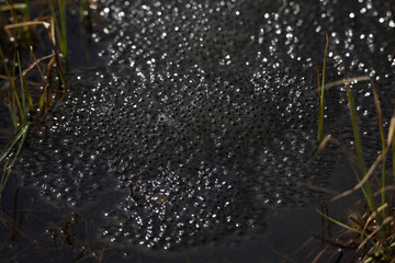 Froschlaich im Moor