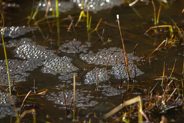 Froschlaich im Moor