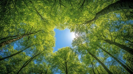 Green Canopy, Blue Sky A Low Angle View of Towering Trees Framing a Circle of Sunlight