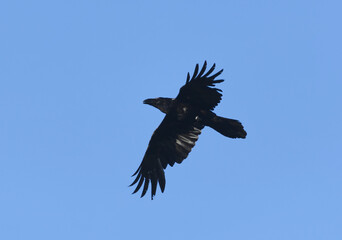 Raven (corvus corax) flying in the sky in spring.