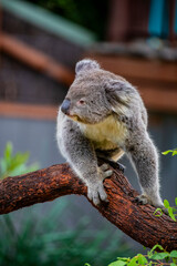 fur, phascolarctos, eucalyptus, branch, beautiful, fluffy ears, view, bear, animals, aussie, natural, koala, relaxation, tree, australia, koala bear, brown, look, phascolarctos cinereus, closeup, back