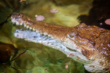 The freshwater crocodile (Crocodylus johnstoni) is a species of crocodile endemic to the northern regions of Australia.
The freshwater crocodile is a relatively small crocodilian.