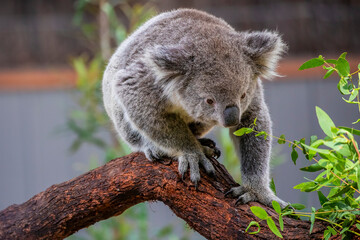 fur, phascolarctos, eucalyptus, branch, beautiful, fluffy ears, view, bear, animals, aussie, natural, koala, relaxation, tree, australia, koala bear, brown, look, phascolarctos cinereus, closeup, back