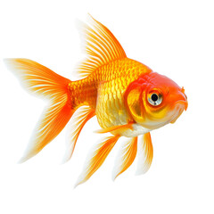 Orange Goldfish with Fins Swimming on Transparent Background