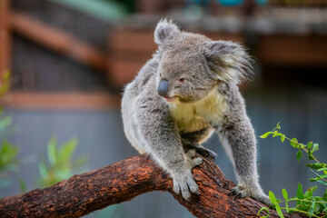 fur, phascolarctos, eucalyptus, branch, beautiful, fluffy ears, view, bear, animals, aussie, natural, koala, relaxation, tree, australia, koala bear, brown, look, phascolarctos cinereus, closeup, back