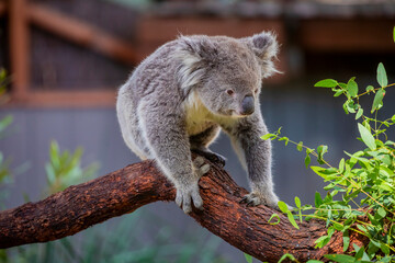 fur, phascolarctos, eucalyptus, branch, beautiful, fluffy ears, view, bear, animals, aussie, natural, koala, relaxation, tree, australia, koala bear, brown, look, phascolarctos cinereus, closeup, back