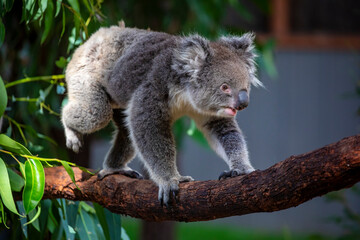 fur, phascolarctos, eucalyptus, branch, beautiful, fluffy ears, view, bear, animals, aussie, natural, koala, relaxation, tree, australia, koala bear, brown, look, phascolarctos cinereus, closeup, back