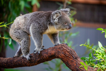 fur, phascolarctos, eucalyptus, branch, beautiful, fluffy ears, view, bear, animals, aussie, natural, koala, relaxation, tree, australia, koala bear, brown, look, phascolarctos cinereus, closeup, back