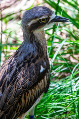 The bush stone-curlew (Burhinus grallarius) a large, ground-dwelling bird endemic to Australia. Its favoured habitat is open plains and woodlands.