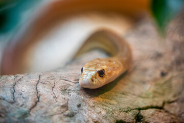 The coastal taipan (Oxyuranus scutellatus) is a species of extremely venomous snake, native to the coastal regions of northern and eastern Australia and the island of New Guinea.