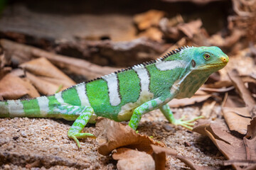 Fiji crested iguana (Brachylophus vitiensis) is a critically endangered species of iguana native to some of the northwestern islands of the Fijiian archipelago.