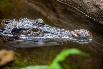 The Philippine crocodile (Crocodylus mindorensis) is one of two species of crocodiles found in the Philippines; went from data deficient to critically endangered in 2008