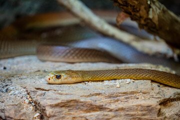 The coastal taipan (Oxyuranus scutellatus) is a species of extremely venomous snake, native to the coastal regions of northern and eastern Australia and the island of New Guinea.