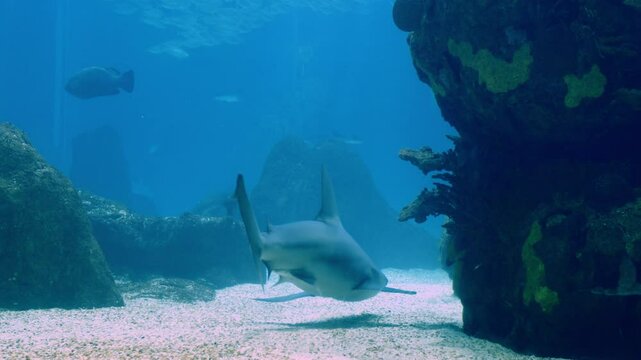 Big shark swimming in blue seawater.  Stunning underwater scenery of rocks, caves, fish in a sea water huge aquarium. Beautiful underwater world with lots of predatory fish at the Lisbon Aquarium.
