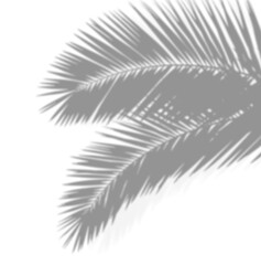 Realistic palm leaf shadow overlay with coconut leaf and foliage branch silhouettes, isolated on a transparent background. Ideal for summer-themed design elements and decorations.