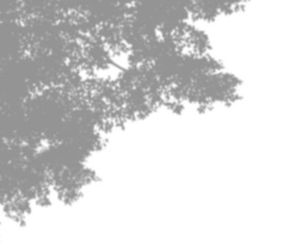 Shadows of tree branches and leaves isolated on a transparent background. Natural dark leaf and branch shadows with dappled sunlight effect. A realistic overlay design element perfect for presentation