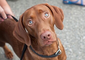 Charming Brown Dog with Bright Eyes and Curious Expression