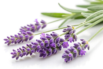 Fototapeta premium Lavender Blossoms