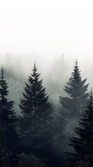 Mysterious Misty Forest: Atmospheric Evergreen Landscape with Tranquil Silhouette Trees