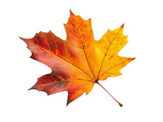 Fototapeta premium Vibrant autumn maple leaf with vivid details