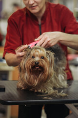 Hairdresser mows Yorkshire Terrier fur on the ear with a trimmer