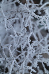 snow covered branches