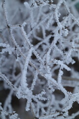 snow covered branches