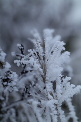 Obraz premium snow covered branches