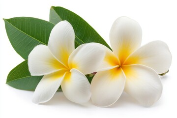 Two White Plumeria Flowers with Green Leaves on White Background