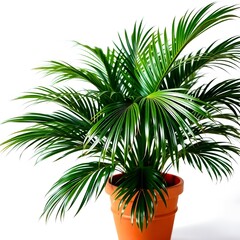 Fototapeta premium Beautiful Green Potted Plant with Lush Leaves in a Decorative Pot on a Plain Background
