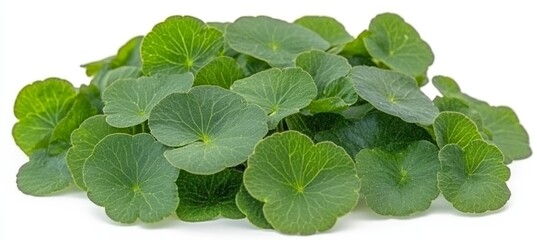 Fresh Gotu Kola, Centella Asiatica Leaves Isolated on a White Background, Herbal and Medicine Plant