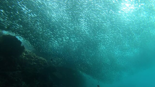 A huge school of fish is moving at Napaling Reef in Panglao Island, Philippines.