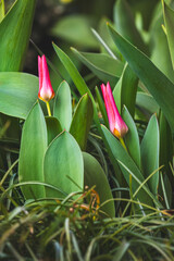 Obraz premium Tulips on a blurred background on a sunny day in March .