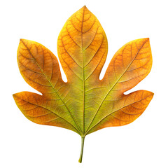 Fototapeta premium autumn leaf isolated on white