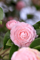 八重咲の乙女椿