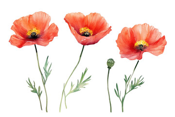 Obraz premium Watercolor Wildflowers Art on transparent background