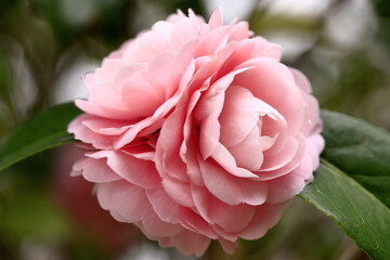 八重咲の乙女椿