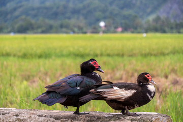 Two Muscovy ducks standing gracefully with a lush green rice field in the background. Blurred green background