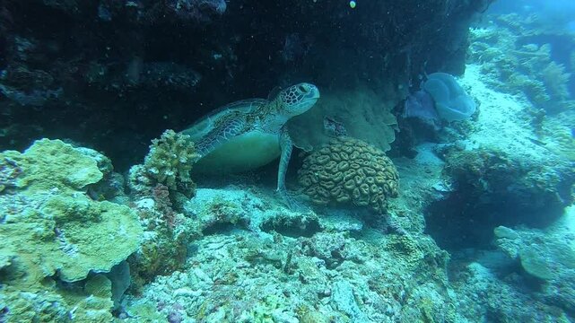 A giant sea turtle swims in Balicasag Island, Philippines.