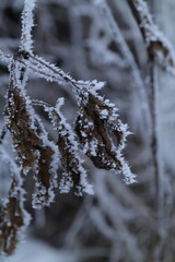 snow covered branches