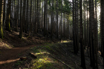 Fototapeta premium Burnt forest in Columbia River Gorge near Herman Creek Trail, Oregon, showing scorched trees, blackened trunks, and early signs of regrowth after the 2017 Eagle Creek wildfire