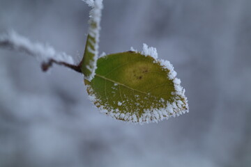 frozen leaves in the snow