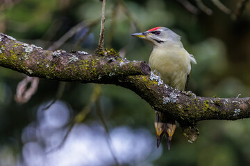 Grauspecht (Picus canus) Männchen